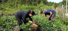 湖南绥宁养殖户张人方：大山深处开辟多元致富路