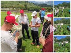 土著益生菌再显神奇 | 赫章兴发种植马铃薯测产增八成