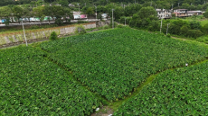 福建永安：“小芋头”助农奔向富“芋”生活  