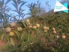 六大河•特写篇 | 镇雄白车：探寻红色路 迎来桃李香