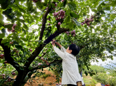 福建永安：万亩好“李”美了山村富了民