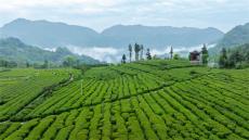 三代匠心铸就国际茶香—记桑植西莲茶业的传承与跨越之路