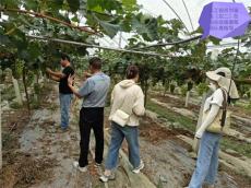 六大河报道 | 刘富金一行调研指导雨顺农业观光园 