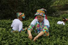 桃花山上的茶香与远方——苗族女子龙洁格的14年创业史诗