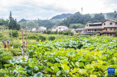 重庆梁平：生态产业化助推青山变“金山”