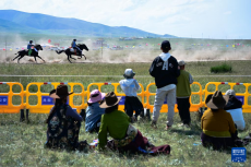 青海湖畔的草原盛会