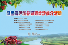 湖南湘西：葡萄托起泸溪梦 省会长沙展风采