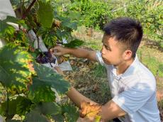 湖南泸溪青年杨世民：让狮子山葡萄香飘全国