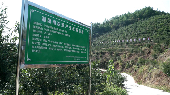 湖南泸溪：启动油茶产业三年计划 打造亿元级绿色产业链