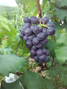 葡萄沟里走出的“领头羊”