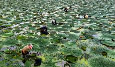 安徽庐江：水乡采收芡实果