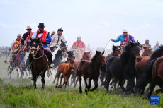 青海海西：欢乐那达慕