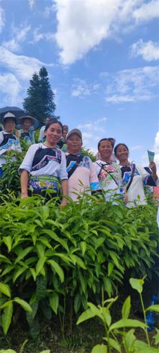 茶岭飘香：龙秀姣与保靖黄金茶的高山逆袭