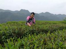 湖南保靖黄金茶：千年茶韵融古今 黄金产业润民生