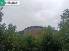 在十万窝香樟树的背后：共产党员刘延超同志追记 