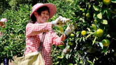 福建永安：特早蜜飘香 解锁乡村振兴“甜蜜”密码