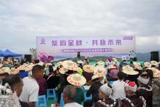 贵州台江：高山紫薯迎丰收 “小特产”做成乡村振兴大产业