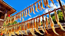 福建永安：晒秋画卷美如画 畲乡风情醉游人