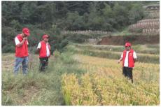 六大河报道 | 赫章平山土著益生菌种植水稻拓展基地获丰收