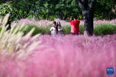 昔日盐碱地 秋日绽斑斓