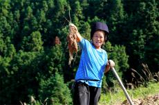 台江：高山紫薯喜丰收 “小特产”撬动乡村振兴“大产业“