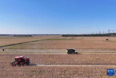 天津：秋收时节农事忙