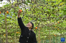 广西龙胜：吊瓜收获助增收