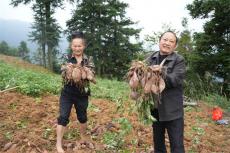 贵州台江县基甲村：紫薯喜获丰收 铺就乡村振兴增收路