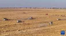 内蒙古鄂尔多斯：农民抢收忙