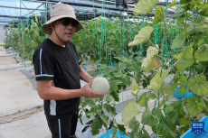 中国技术助力文莱农业生产