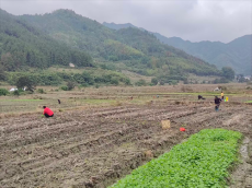 绥宁县黄土矿镇：冬闲人不闲  油菜种植掀热潮