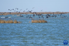 黄河三角洲国家级自然保护区迎来大批越冬候鸟