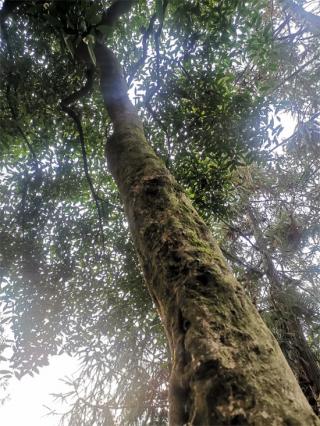 六大河报道丨雾箐千茗：水东古茶的一株奇葩