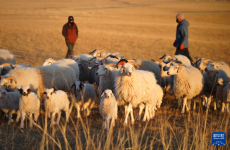 青海刚察：高效养殖助力牧民增收