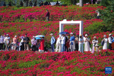 冬来赏花正当时