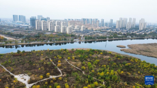 山东东营：河海交汇的湿地之城