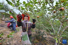 福建永泰：油茶果飘香采收忙