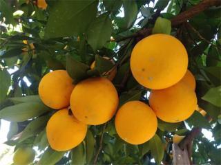 湖南：“村播学院”助力新宁 激活乡村振兴新动能