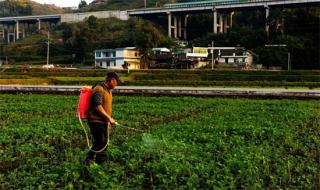 贵州毕节土著益生菌种植酵素已在全国17个省示范推广