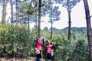 荒野茶园走出茶旅融合之路