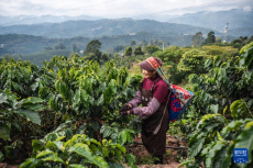 云南普洱：咖啡田的丰收时光