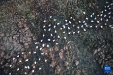 贵州草海迎来黑颈鹤越冬高峰