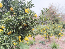 乡村振兴｜珠晖区：黄金贡柚迎丰收 味美飘香引客来