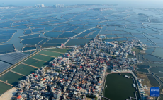 福建东坂村：小小河豚鱼“游”出小康路