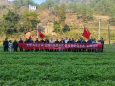 从“节日服务”到“常态扎根”