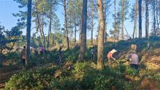 每公斤万元仍供不应求！天塘坡荒野茶缘何畅销国内外