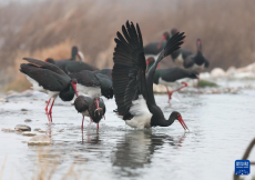 河北井陉：黑鹳栖息绵蔓河