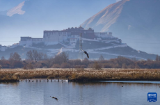 拉鲁湿地获“世界海拔最高的城市天然湿地”世界纪录认证