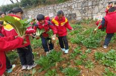 沙土镇中心学校：小小菜园喜丰收，劳动实践促成长