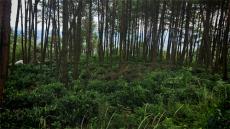 “我为什么看好天塘坡荒野茶”